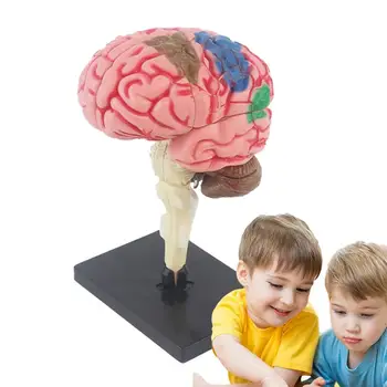 Smegenų Modelis Vaikams Anatomijos Modelis Mokymo Med Modelio Su Ekrano Bazės Spalvomis Nustatyti Smegenų Funkcijas, Mokymo